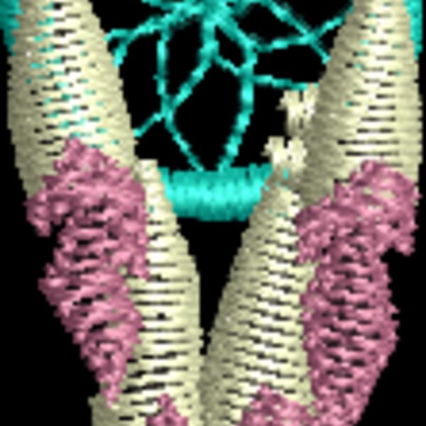 Ws334 Thumbnail
